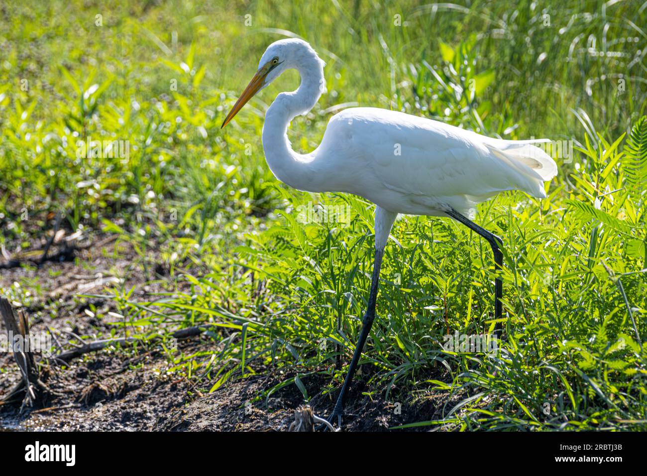 Amelia island birdwatching hi-res stock photography and images - Alamy