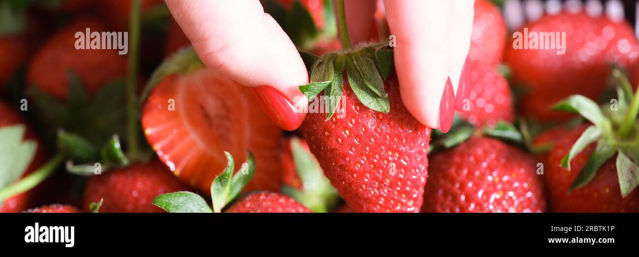 Female hand picking one strawbery close up. Stock Photo