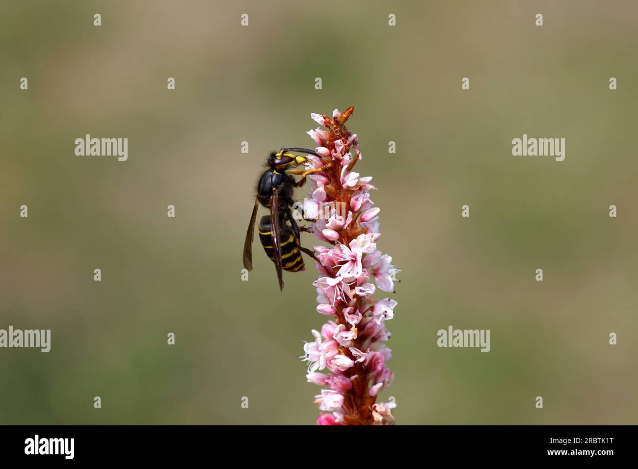 Median wasp (Dolichovespula media) of the family Vespidae). Female, worker. Pink flowers of Himalayan bistort (Bistorta affinis), family Polygonaceae Stock Photo
