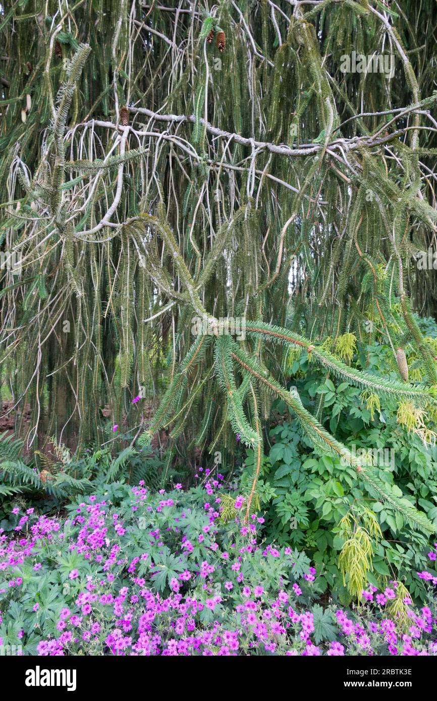 Snake Branch Spruce, Hanging, Branches, Weeping, Spruce, Tree, Norway spruce, Picea abies 'Virgata' Geranium flowers Stock Photo