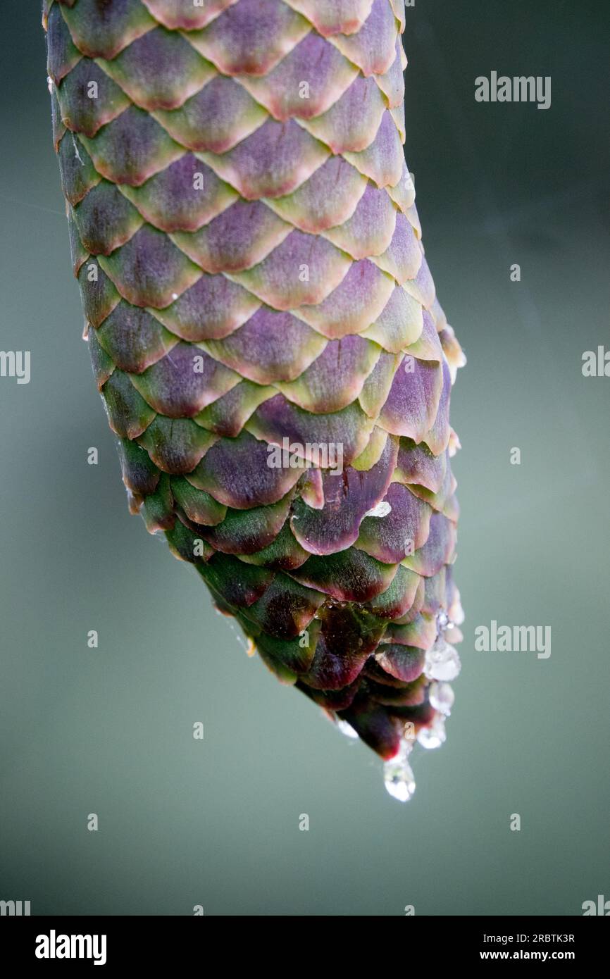 Snake spruce Cone, Closeup, Pattern, Picea abies 'Virgata' Stock Photo