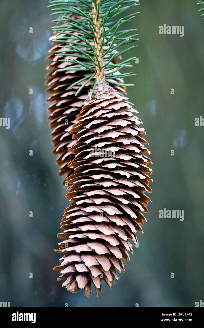 Old male cones Spruce Picea abies Virgata Picea cones Stock Photo
