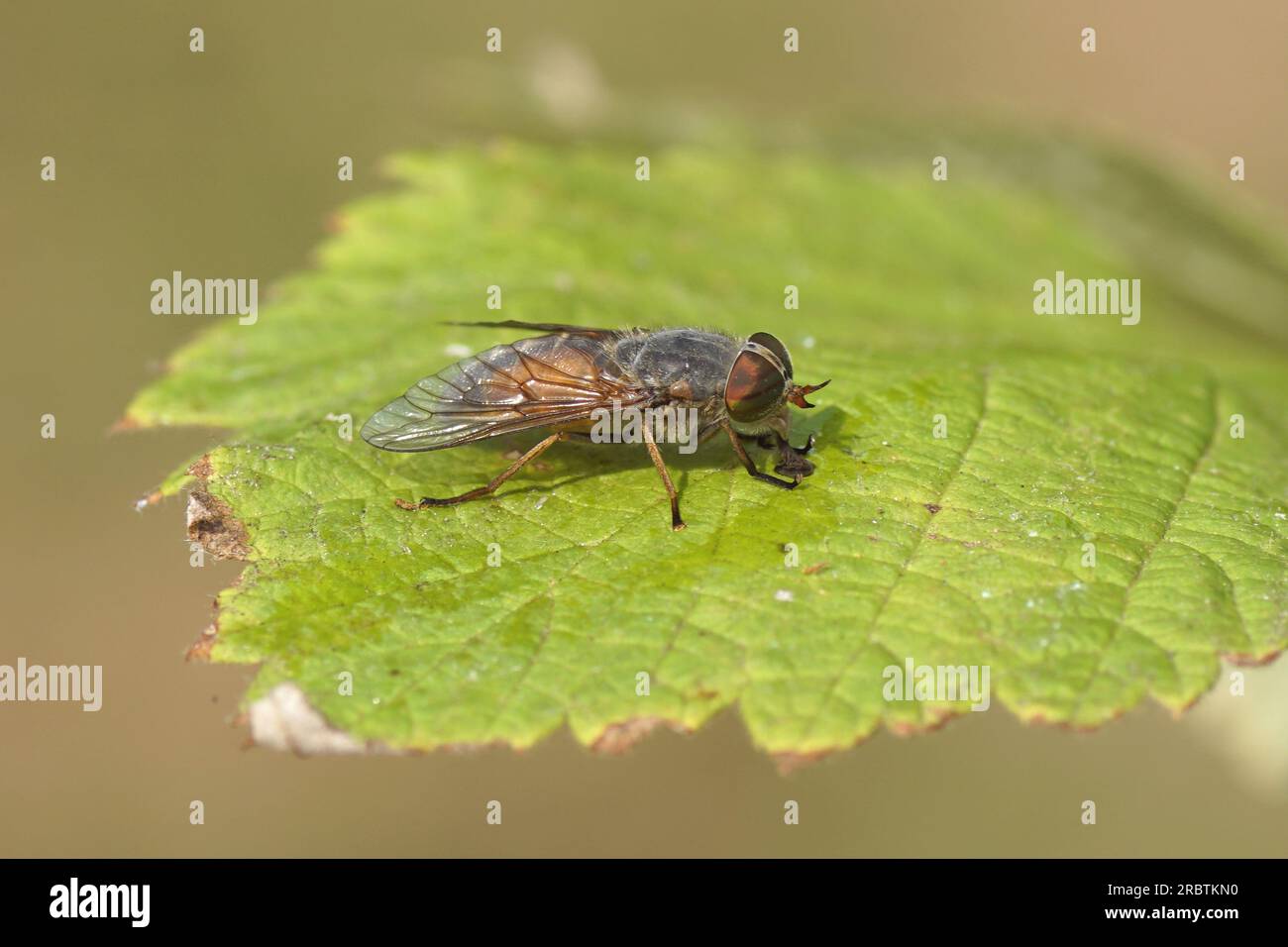 Closeup female Levels Yellowhorned horsefly (Hybomitra solstitialis