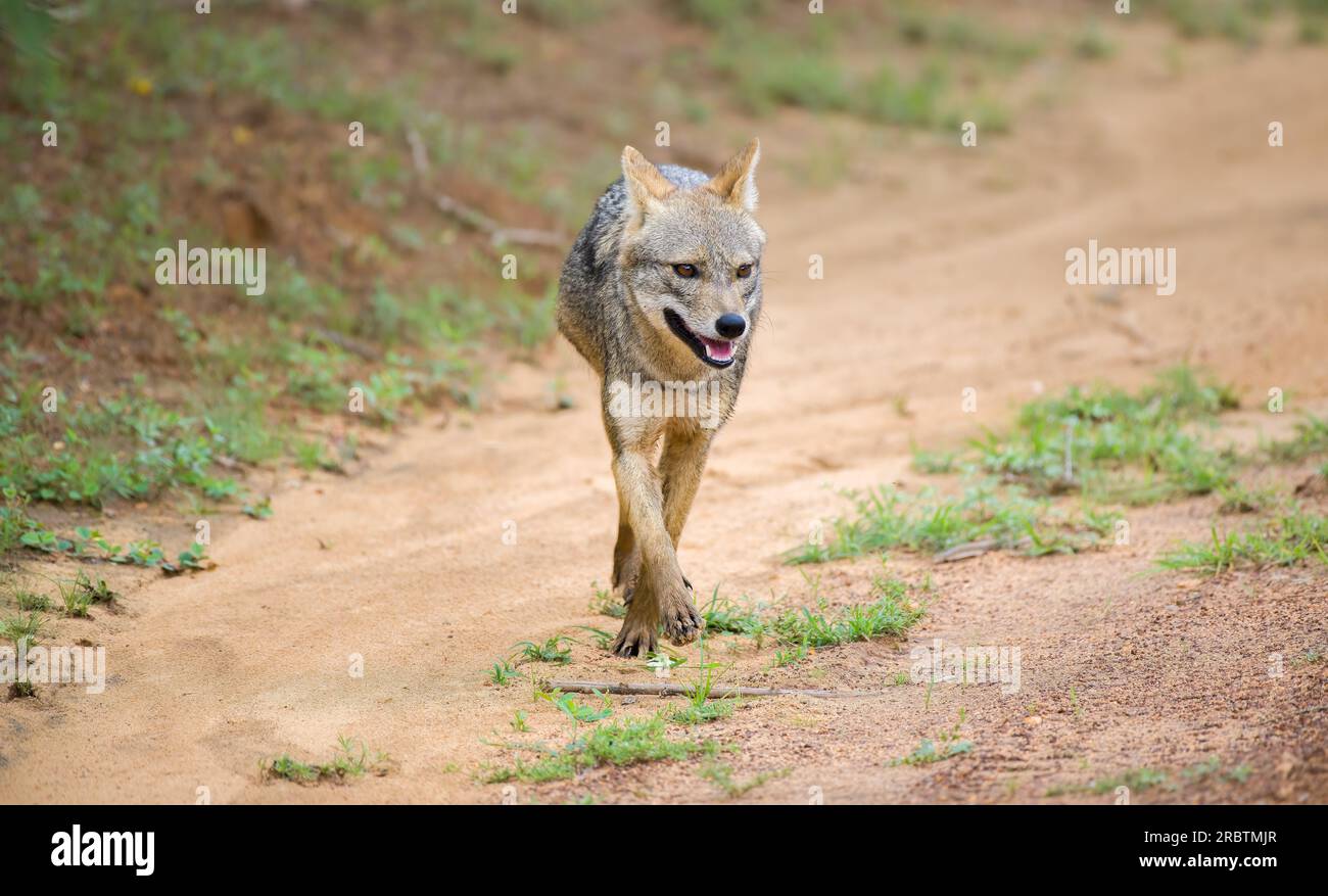 Sri Lankan jackal walks in the gravel road in Yala national park, Solitary golden jackal front view photo. Stock Photo