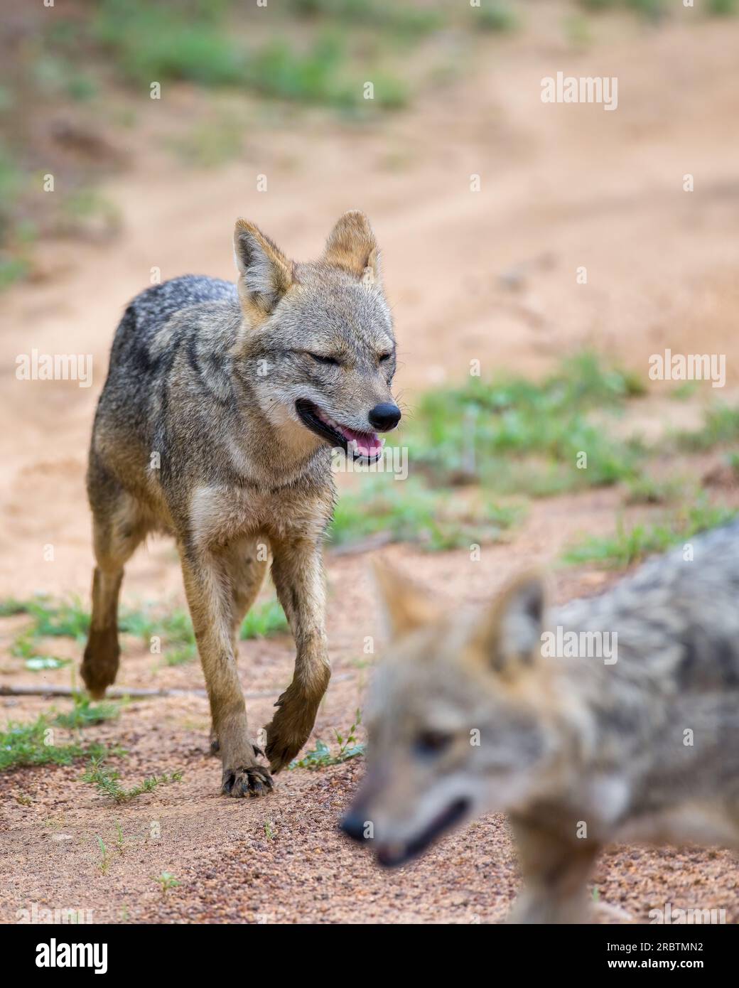 Pair of Sri Lankan jackals walk in search of prey in Yala national park. Stock Photo