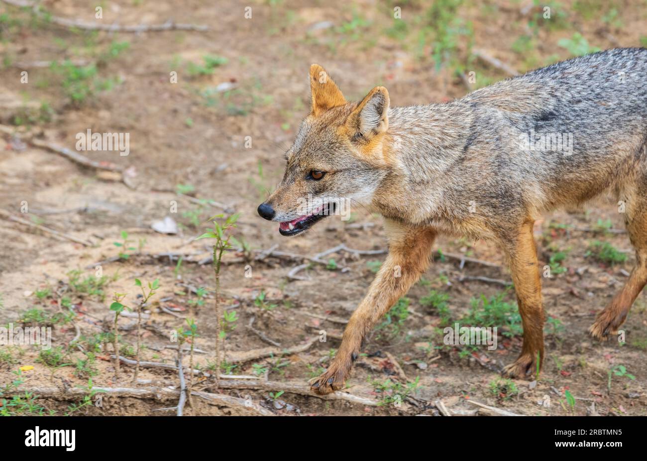 Beautiful wild golden jackal in Yala national park, opportunistic carnivore roaming freely in the jungle. Stock Photo
