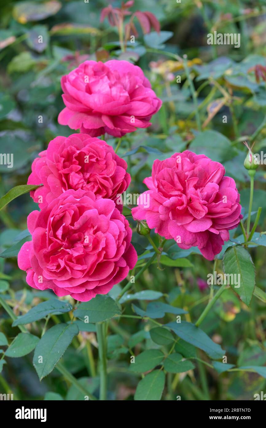 Rose Darcey Bussel, Rosa Ausdecorum, compact shrub, dark green foliage, double, crimson-red flowers Stock Photo