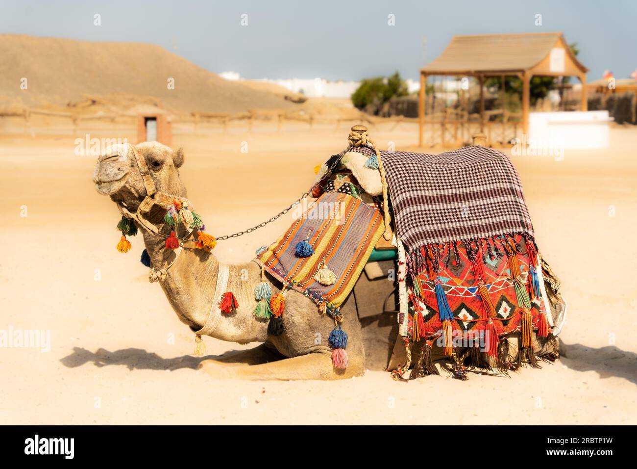 Camel sitting on the beach, riding camel in Egypt, arabian safari, vacation activities Stock Photo