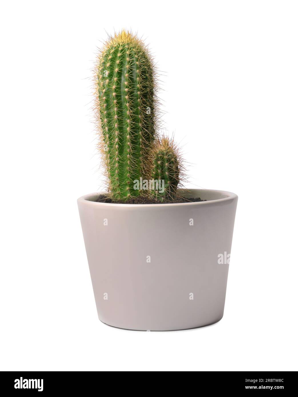 Beautiful green cacti in pot isolated on white Stock Photo