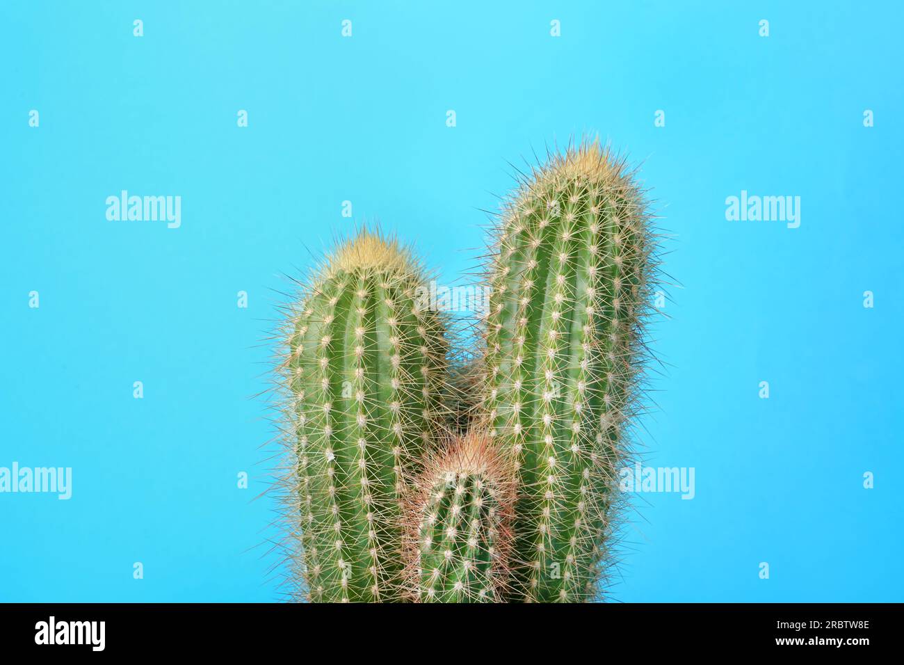 Beautiful green cactus on light blue background. Tropical plant Stock Photo