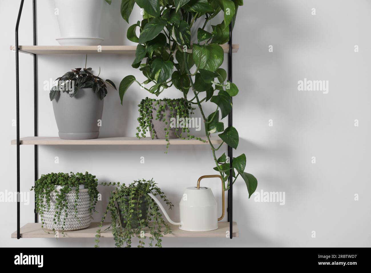Green houseplants in pots and watering can on shelves near white wall ...