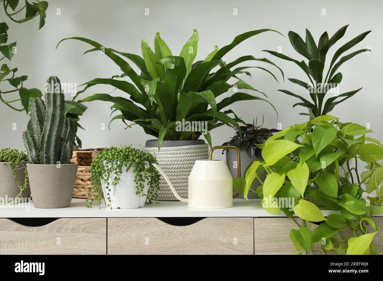 Many green potted houseplants on table near white wall Stock Photo - Alamy