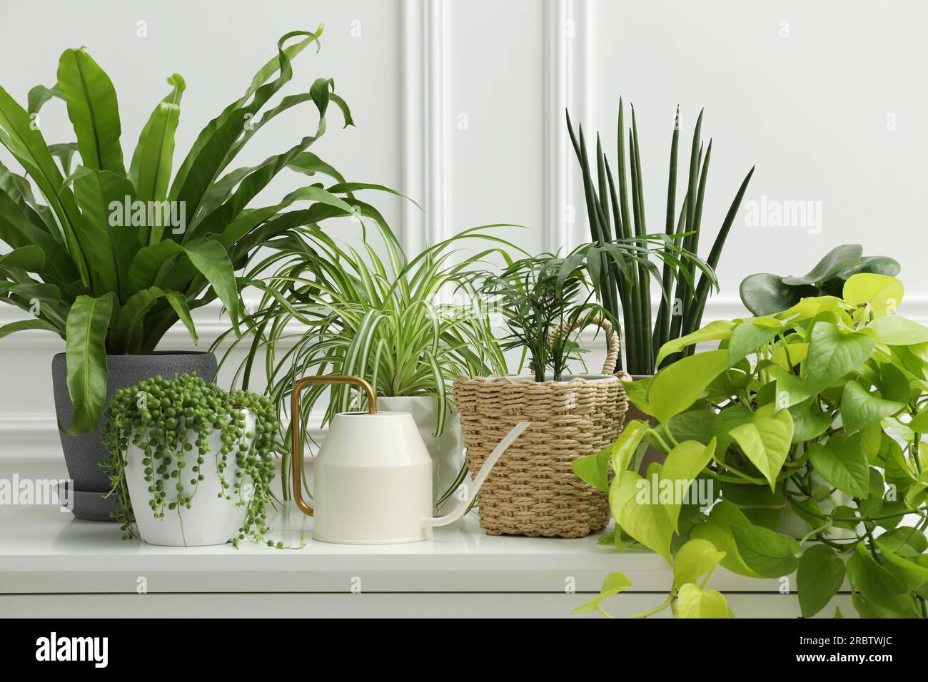Green potted houseplants on chest of drawers near white wall Stock ...