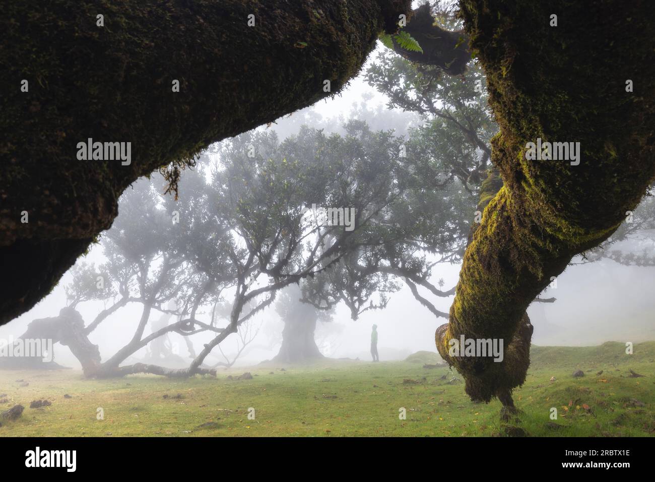A man enjoys the beautiful view at Fanal Forest during a foggy spring day, Porto Moniz, Madeira, Portugal, Europe Stock Photo
