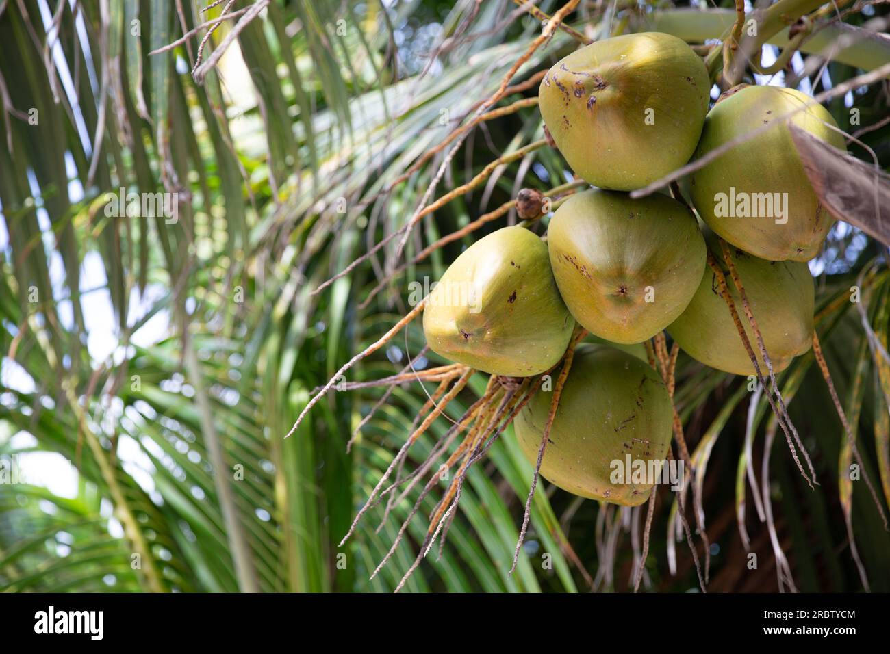Coconuts in a tree ready to be picked Stock Photo