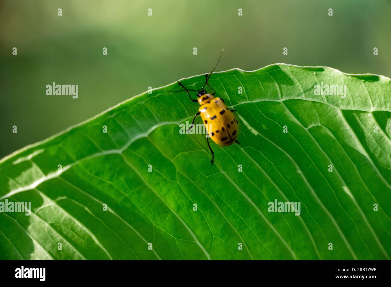 a yellow wild insect setting on green leaf,leaf texture, leaf ...