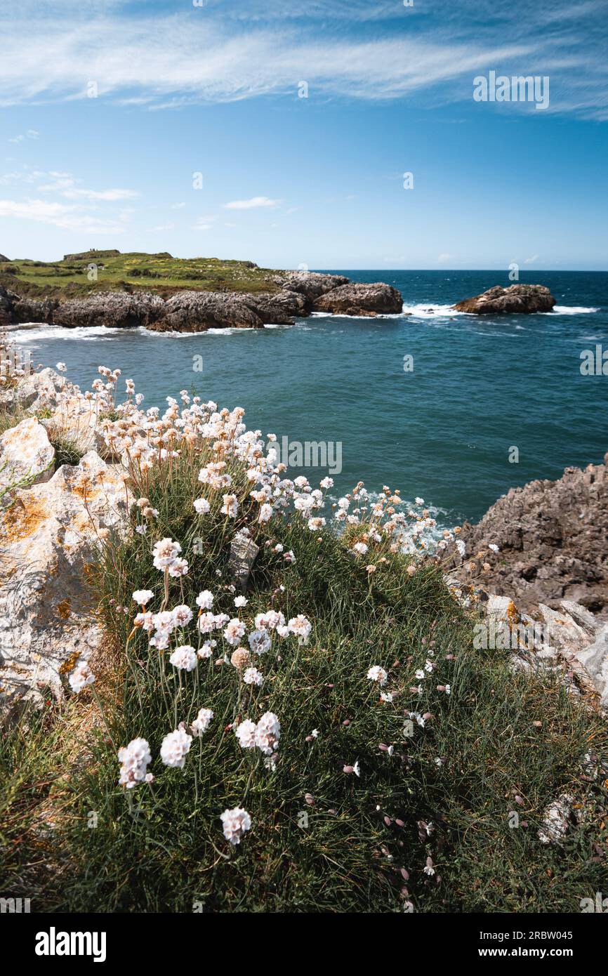 flowers on the cliffs of the Asturian coast with the Cantabrian sea in the background Stock Photo