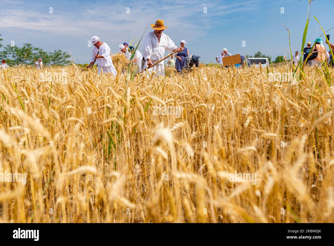 Ripe agricultural field at sunset, Vojvodina, Serbia stock photo