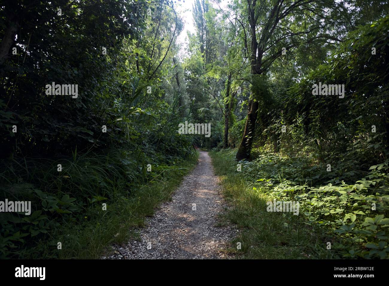 Trail  in the shade with trees arching on it in a forest on a summer day in the italian countryside Stock Photo
