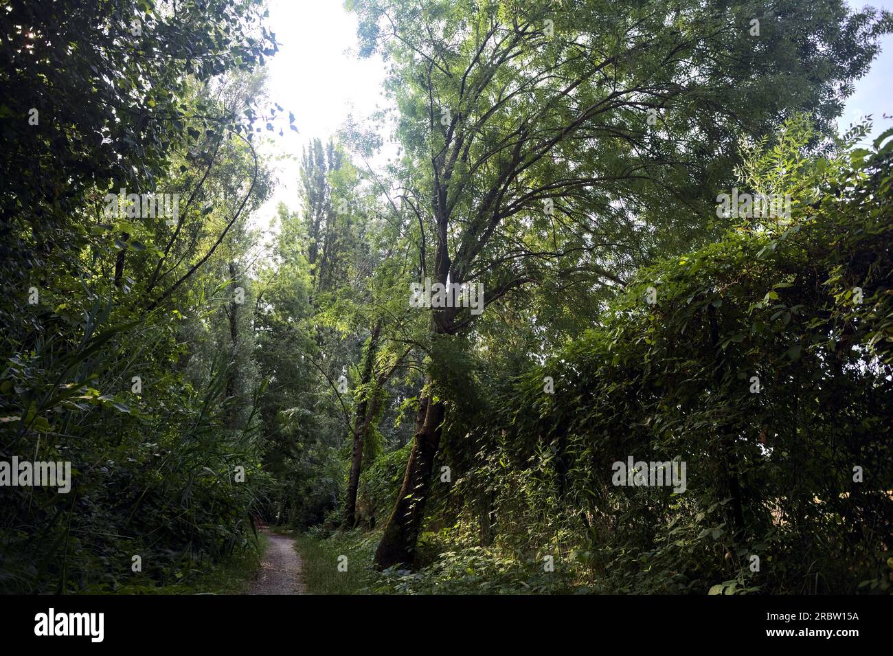 Trail  in the shade with trees arching on it in a forest on a summer day in the italian countryside Stock Photo