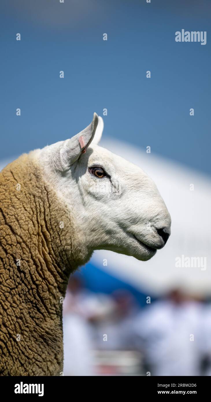 Farmers showing their sheep at the Royal Highland Show, Edinburgh, 2023