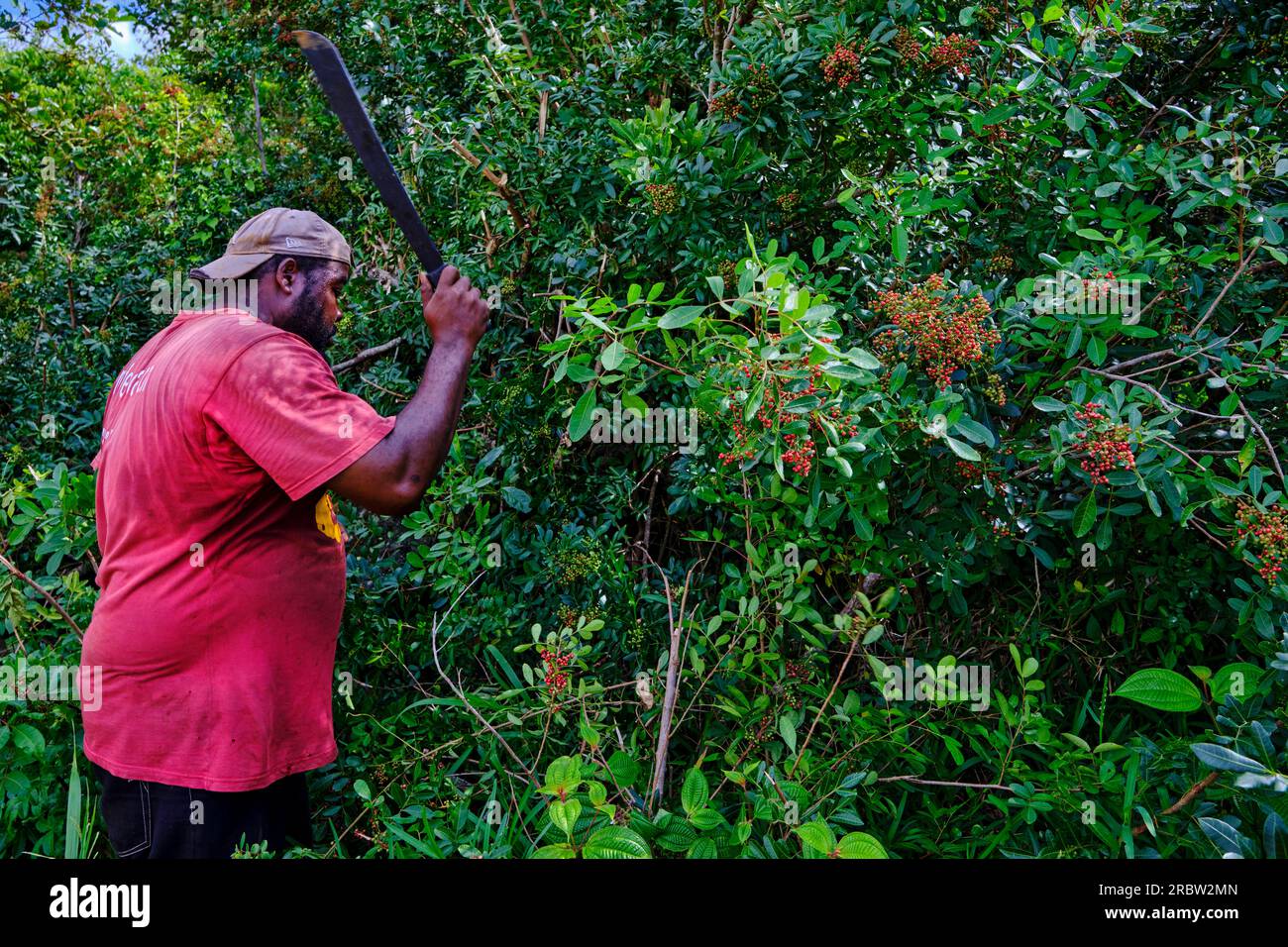 Mauritius, Plaines Wilhems district, harvest of peppery red berries Stock Photo