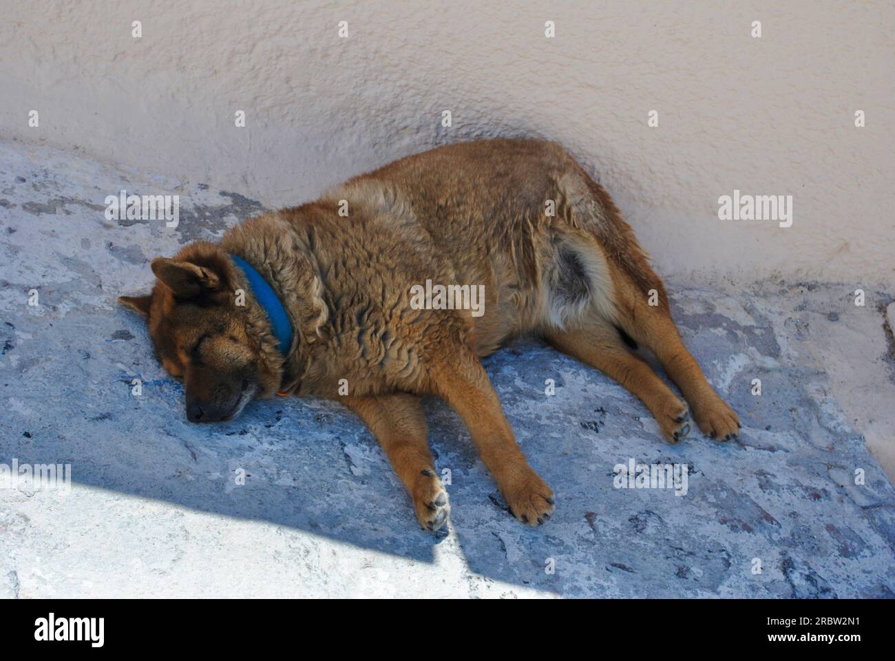 A dog sleeps in the shade in Santorini, Greece. Stock Photo