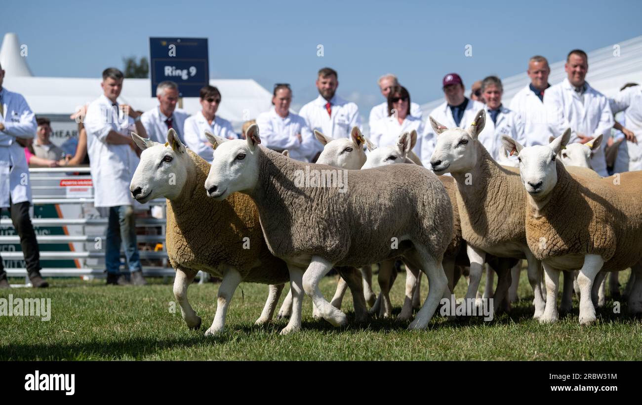 Farmers showing their sheep at the Royal Highland Show, Edinburgh, 2023