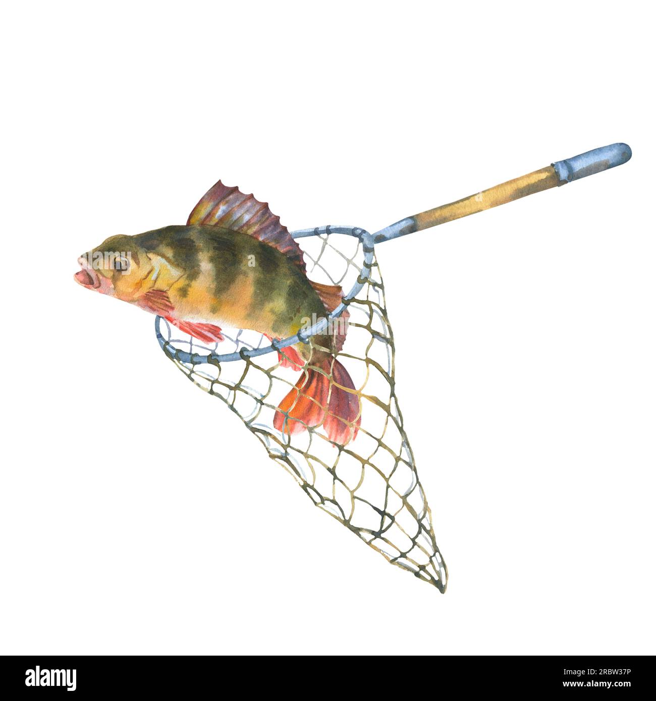 Watercolor illustration, fish caught in a fishing net. Perch