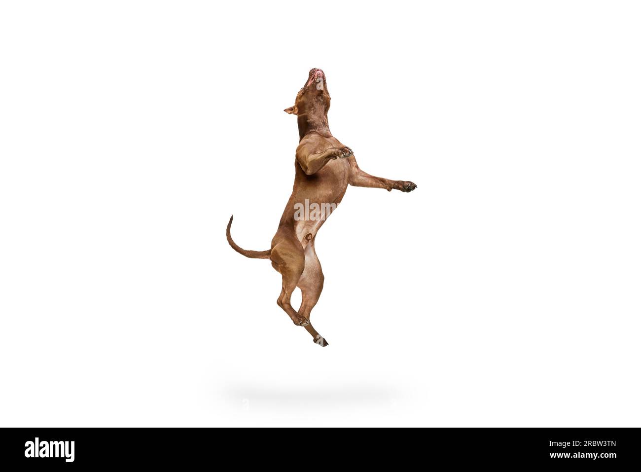 Dynamic image of purebred, adorable dog, American pitbull terrier