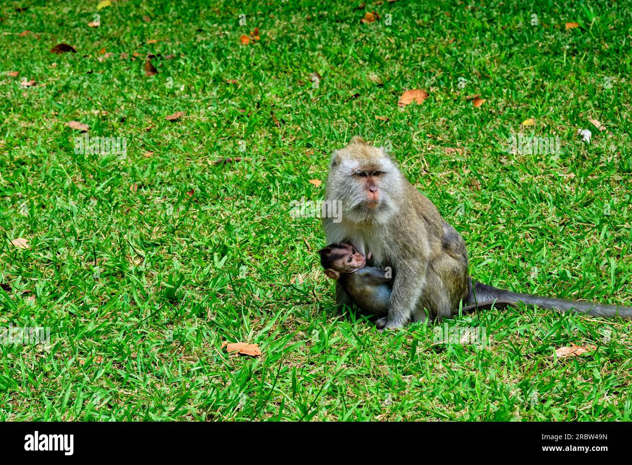 Mauritius, Savanne district, Black River Gorges National Park