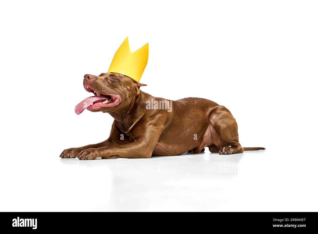 Purebred dog papers 2025