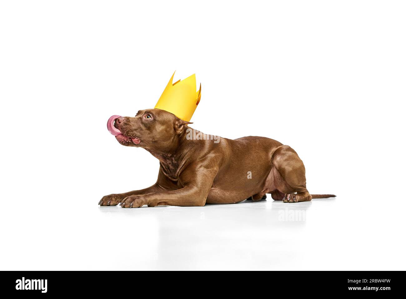 Purebred dog of American pitbull terrier lying on floor, wearing paper