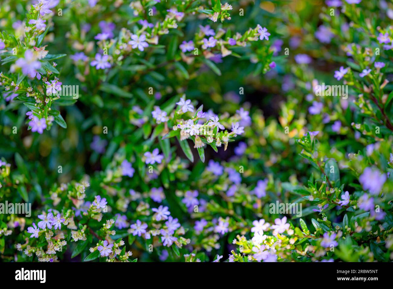 Cuphea hyssopifolia flowers close up Stock Photo