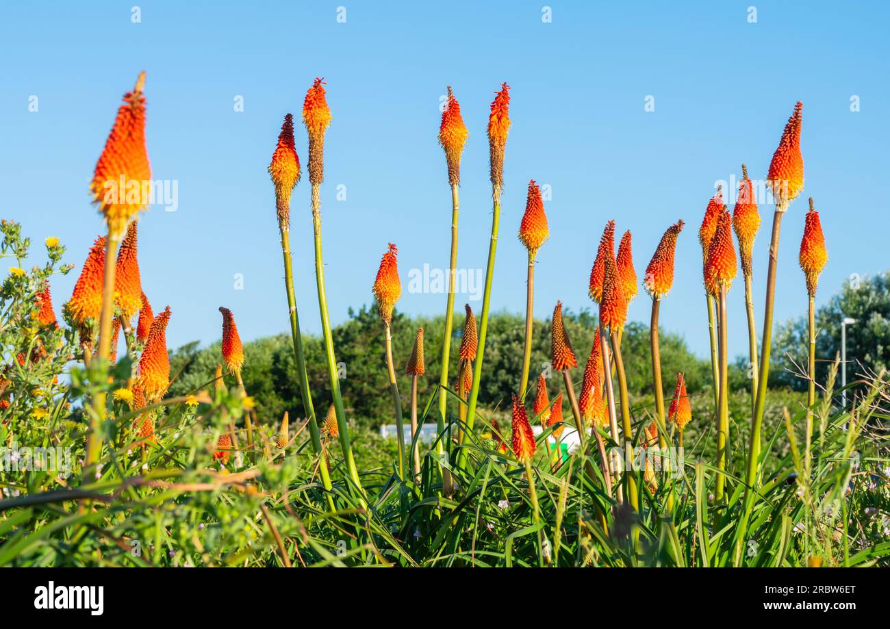 Red Hot Poker plants (Kniphofia) flowing in Summer in England, UK. Red Hot Pokers. Stock Photo