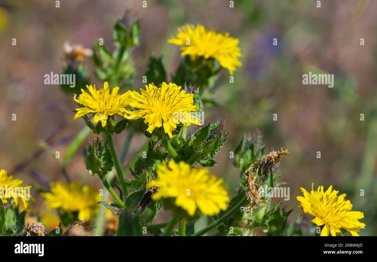Bristly Oxtongue or Prickly Oxtongue (Helminthotheca echioides) herb, growing in Summer in West Sussex, England, UK. Stock Photo