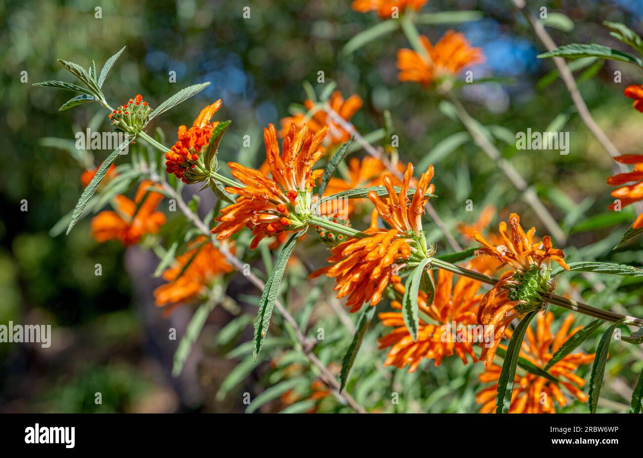 flowers leonotis motherwort close-up Stock Photo