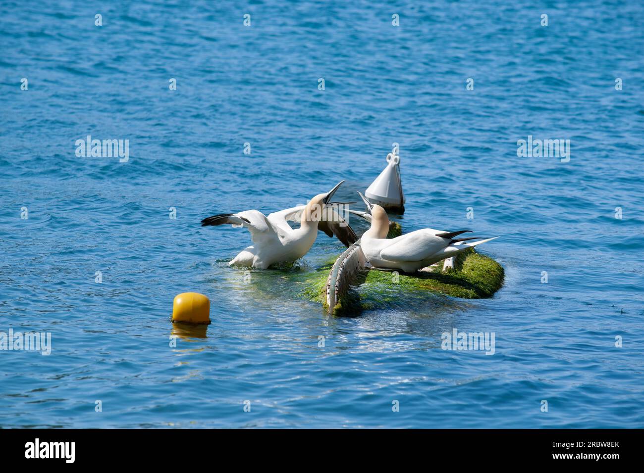 Bird interacting hi-res stock photography and images - Page 13 - Alamy