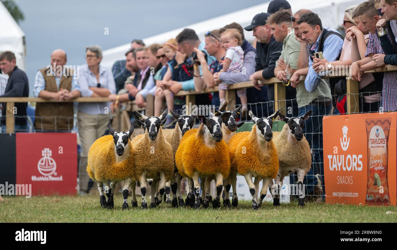 Farmers showing their sheep at the Royal Highland Show, Edinburgh, 2023
