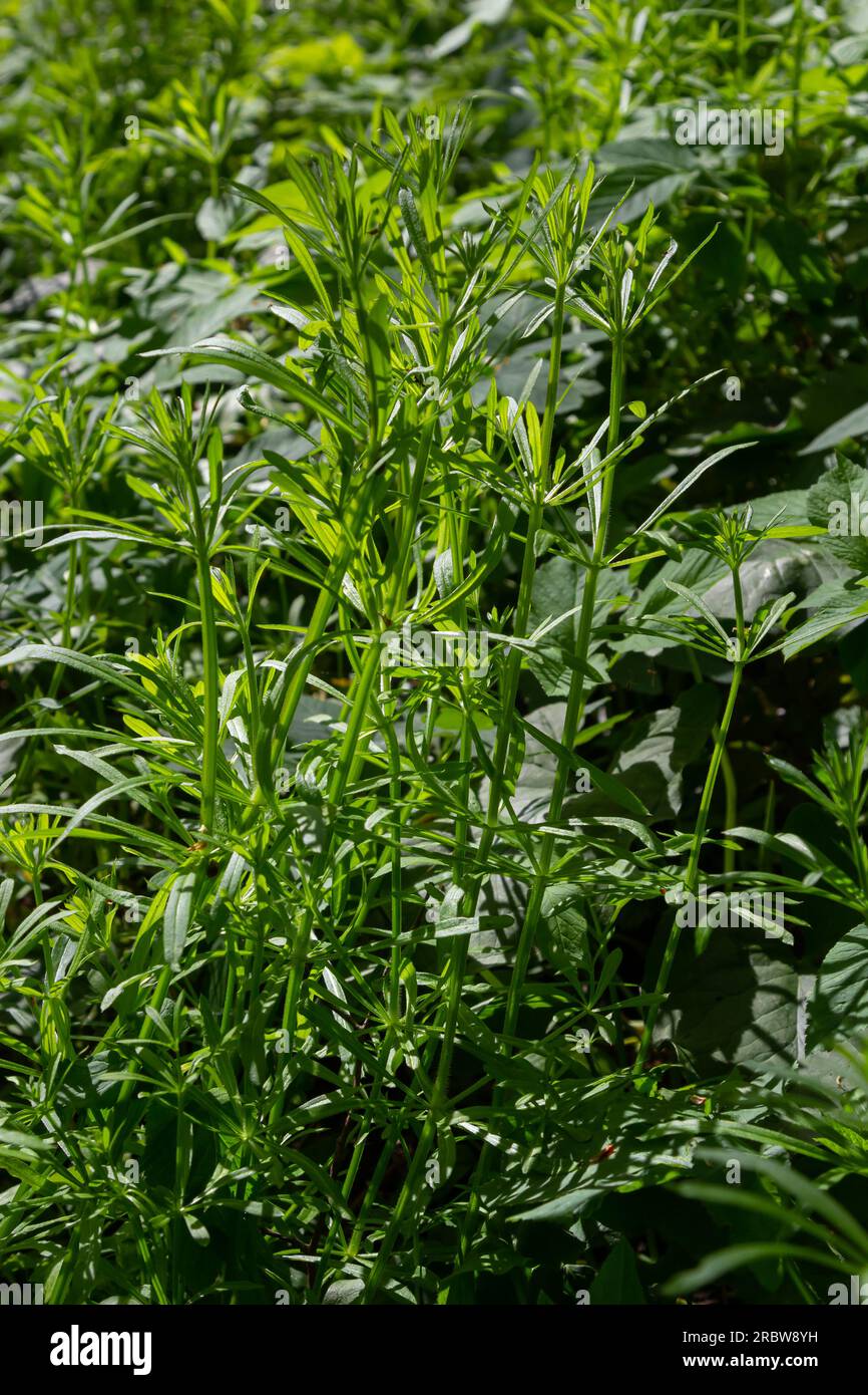 The Cleavers Galium aparine have been used in the traditional medicine