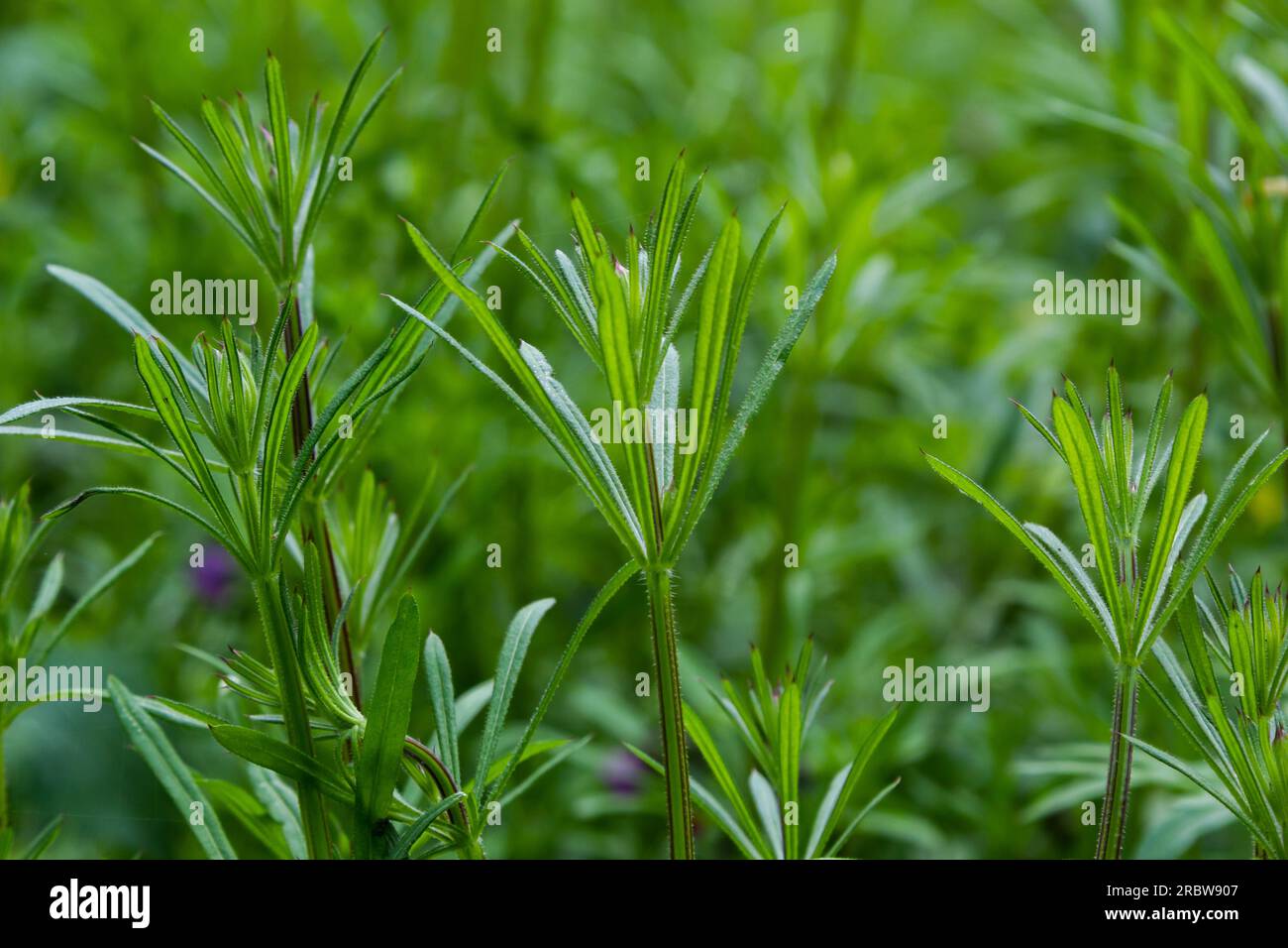 The Cleavers Galium aparine have been used in the traditional medicine
