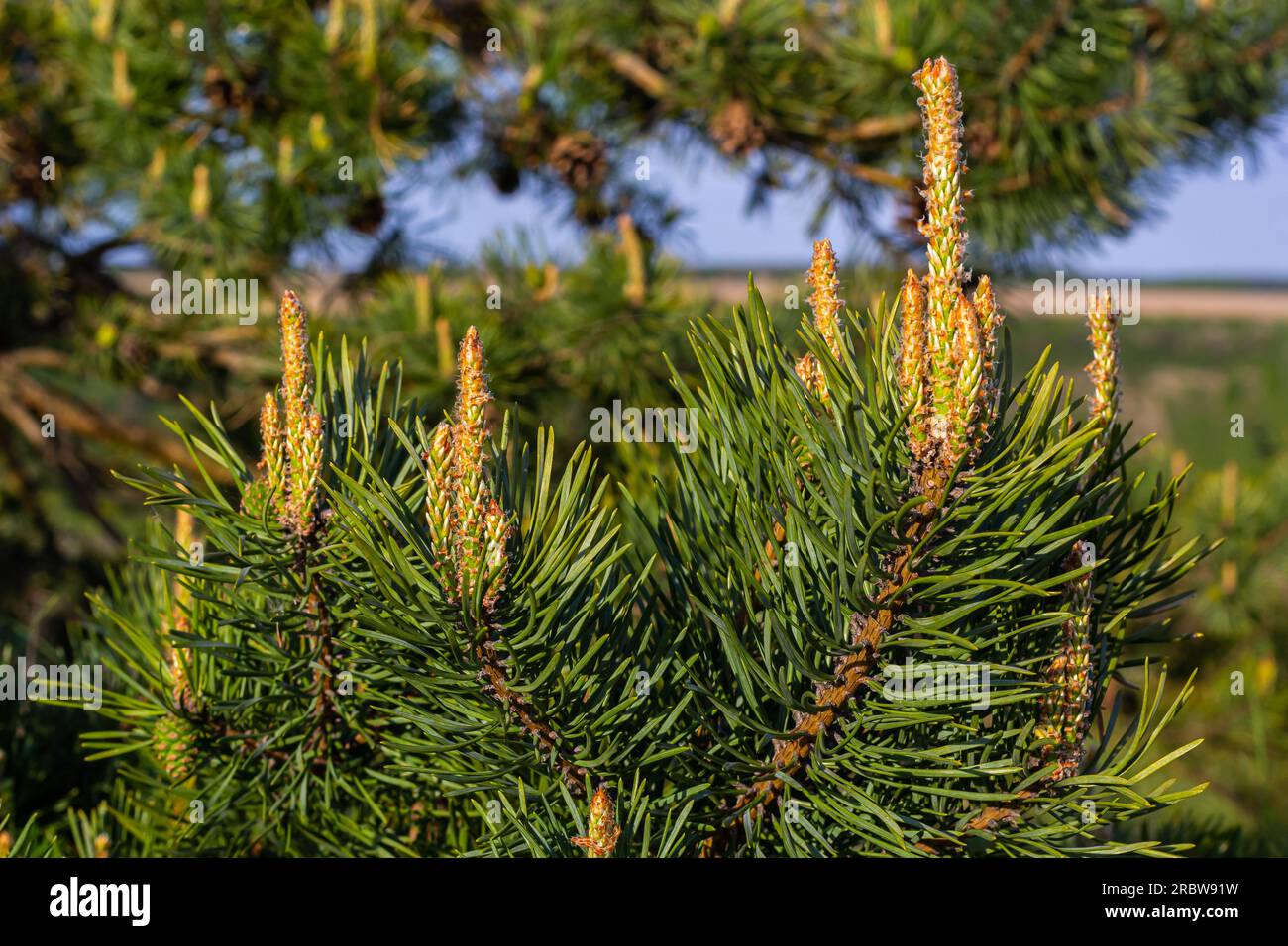 sylvestris Scotch European red pine Scots or Baltic pine. closeup macro selective focus branch with cones flowers and pollen over out of focus backgro Stock Photo