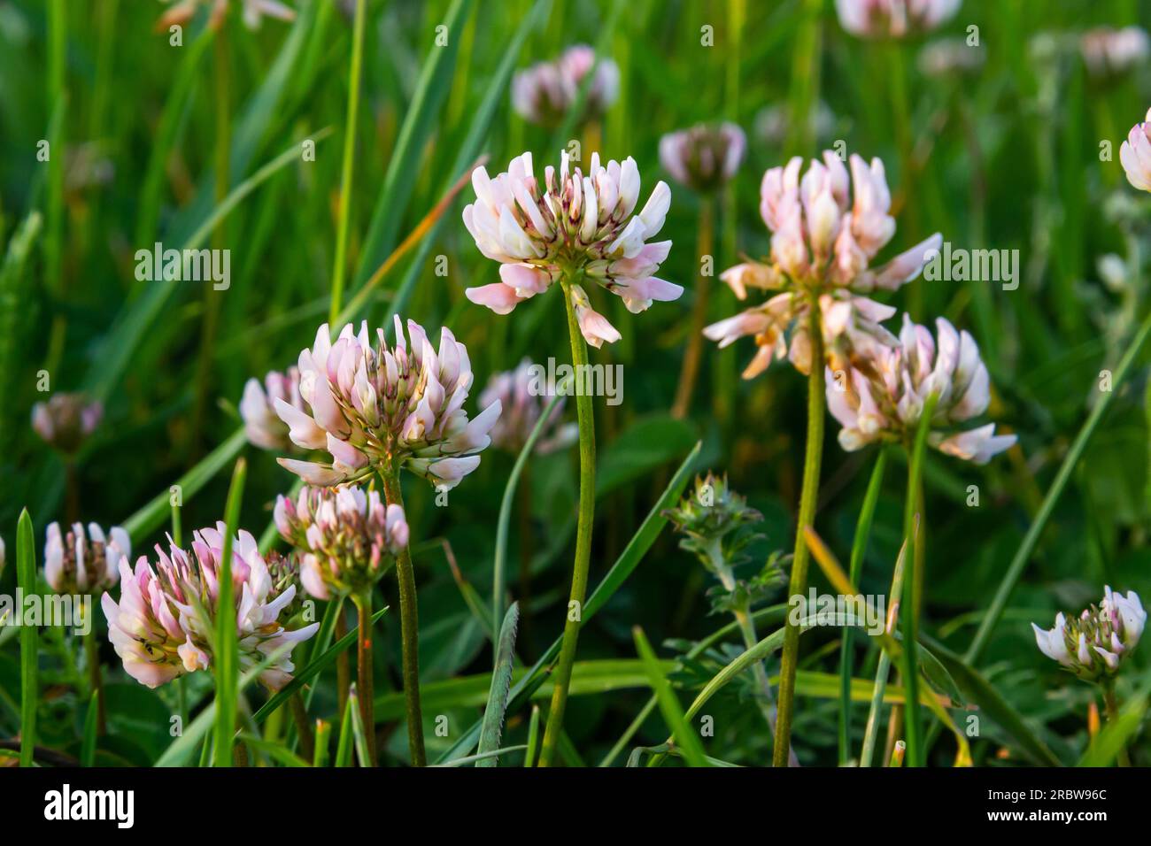 White clover flowers. Fabaceae perennial plants. April-July is the