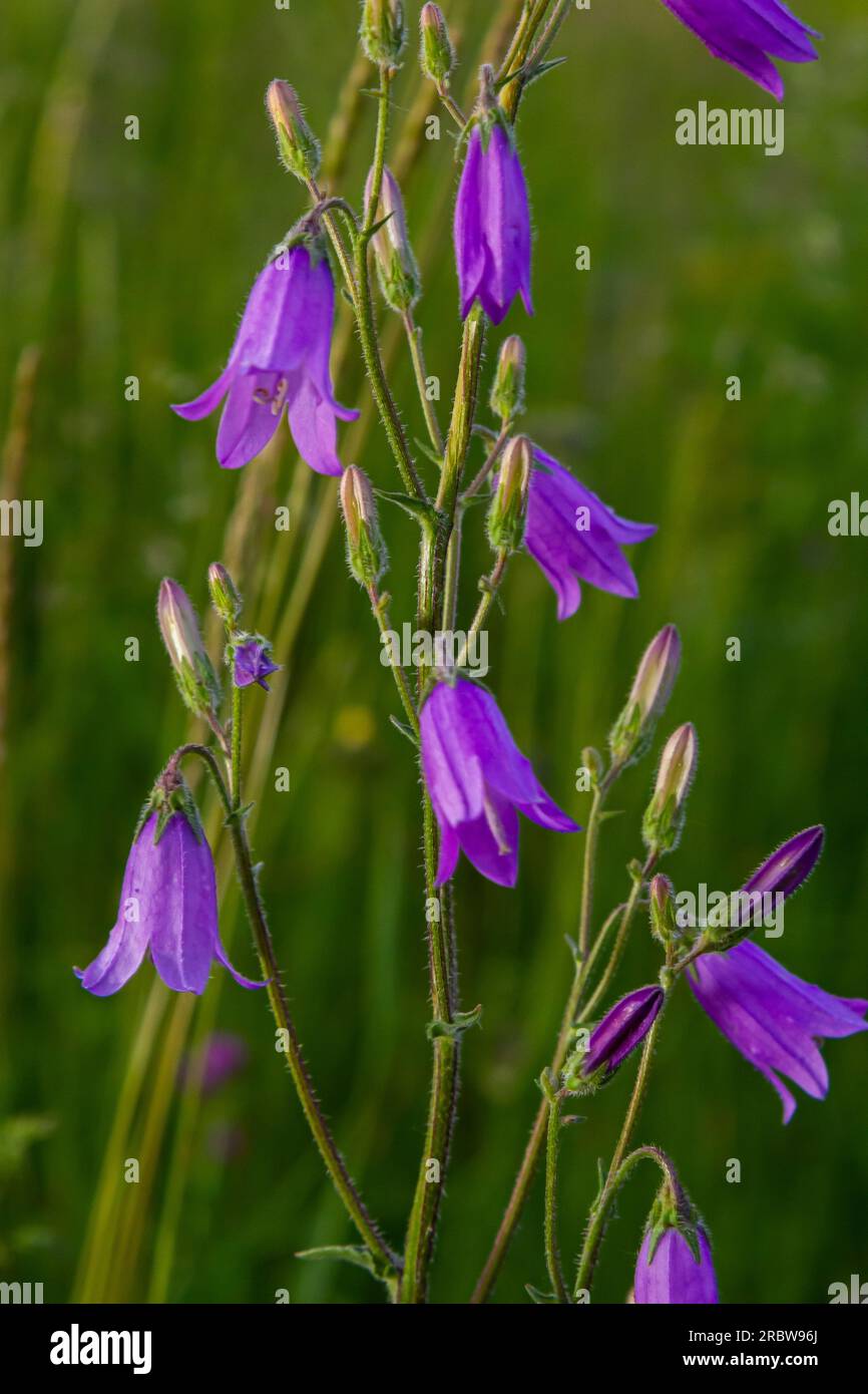 Closeup campanula sibirica with blurred background in summer garden. Stock Photo