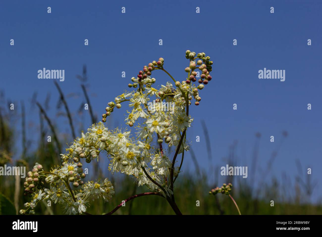 Flowering spring meadow. Filipendula vulgaris, commonly known as dropwort or fern-leaf dropwort. Place for text, blurred background. Stock Photo