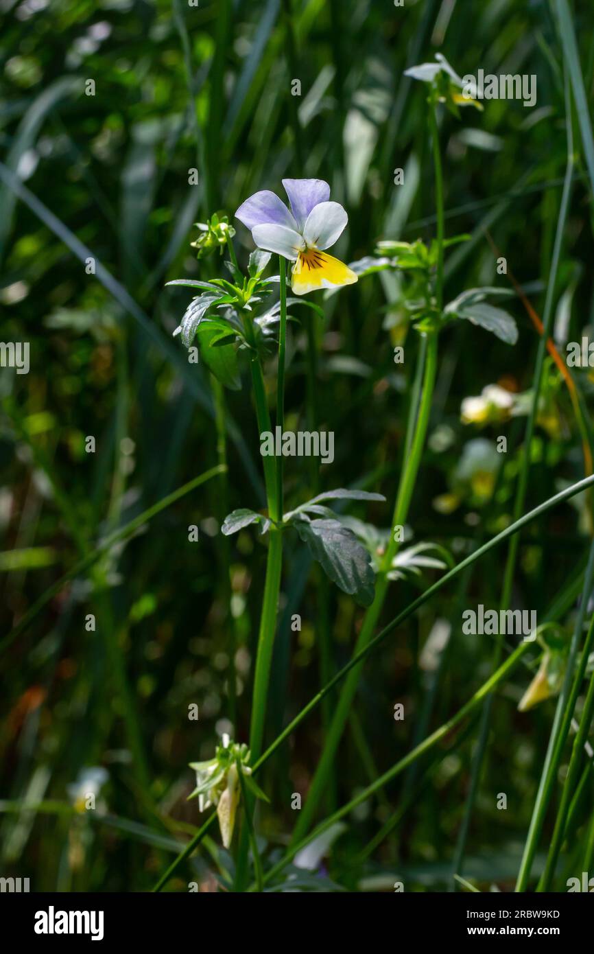 Wild Viola Arvensis, Field Pansy flowerbed abloom. Beautiful wild flowering plant used in alternative herbal medicine. Outdoor nature photography. Stock Photo