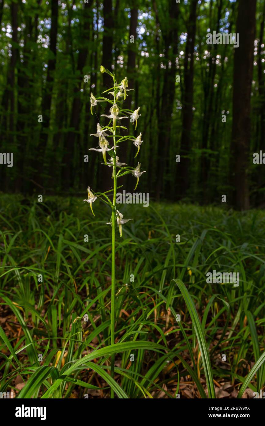Platanthera bifolia, commonly known as the lesser butterflyorchid is a