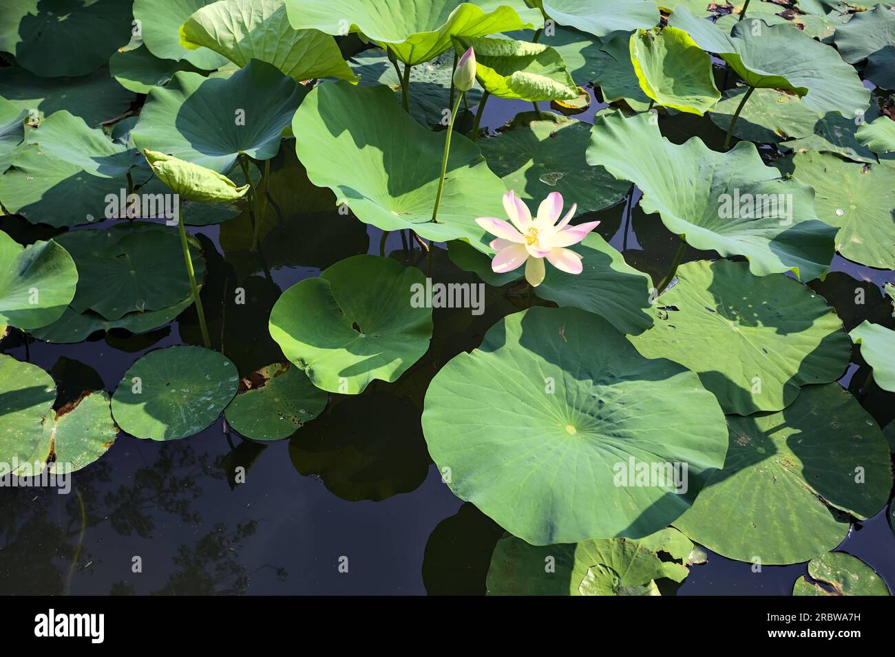 Lotus Flowers And Leaves On The Water Seen From Above And Up Close lotus-flowers-and-leaves-on-the-water-seen-from-above-and-up-close