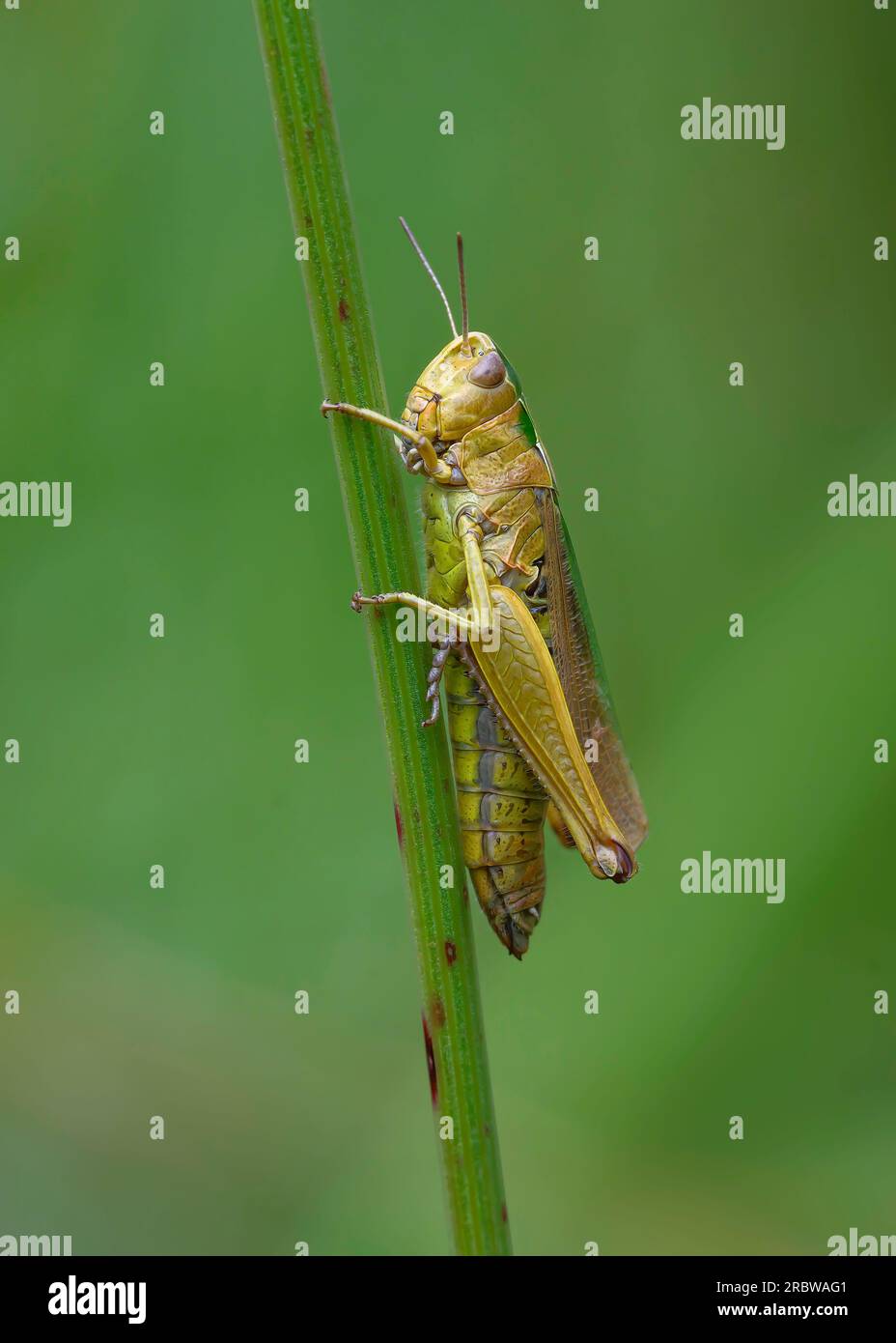 Common Green grasshopper (Omocestus viridulau), resting on vegetation, Dumfries, SW Scotland Stock Photo