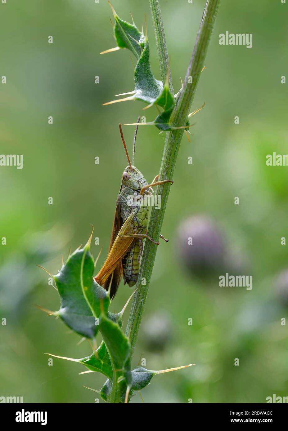 Common Green grasshopper (Omocestus viridulau), resting on vegetation, Dumfries, SW Scotland Stock Photo